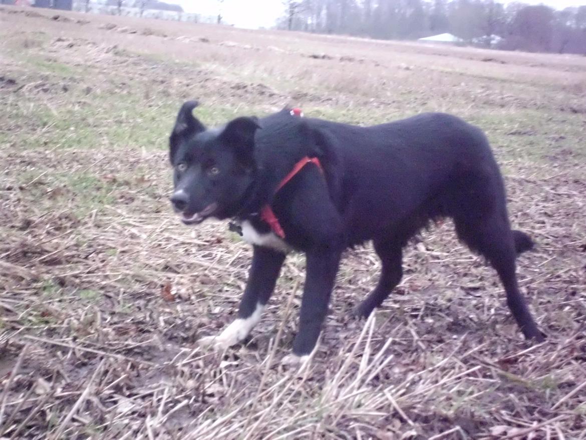 Border collie Hubert billede 12