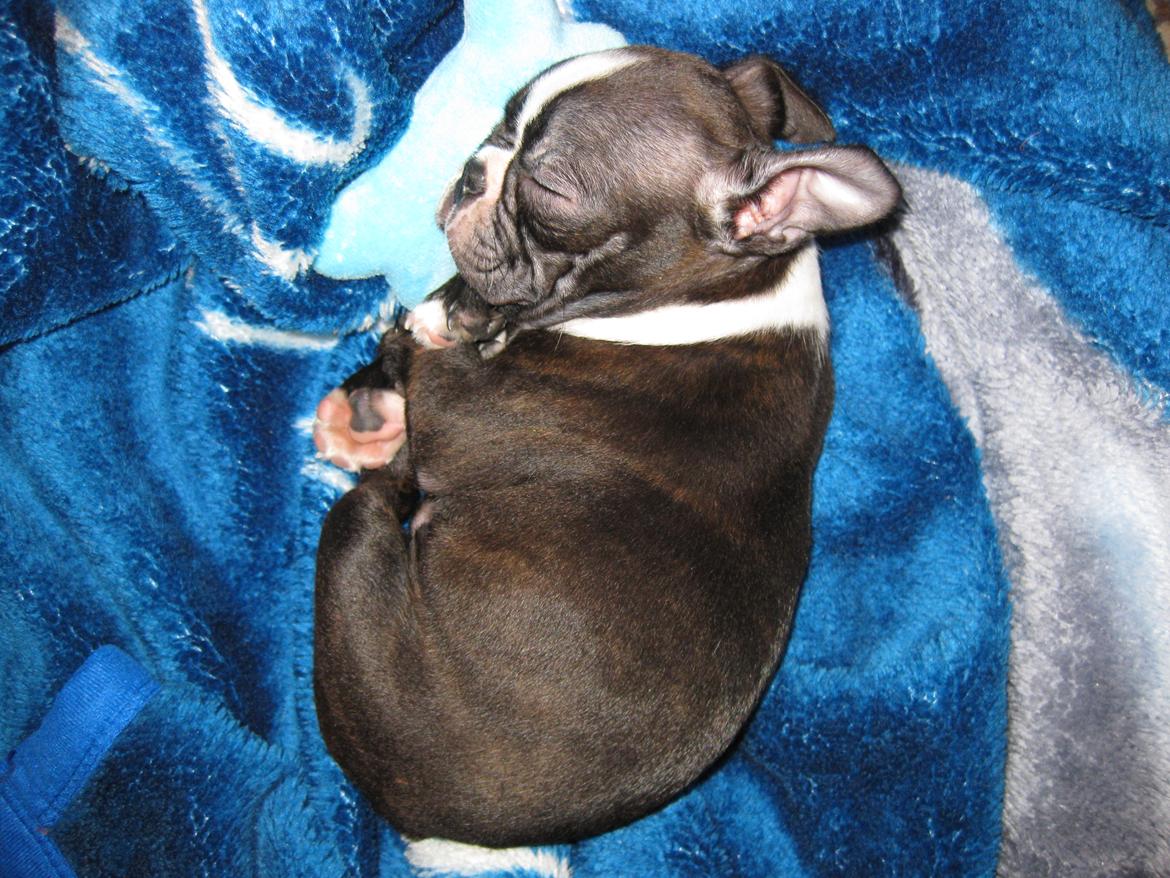 Boston terrier Milo - Det er bare totalt ynglings at ligge på tæppet..:) billede 6