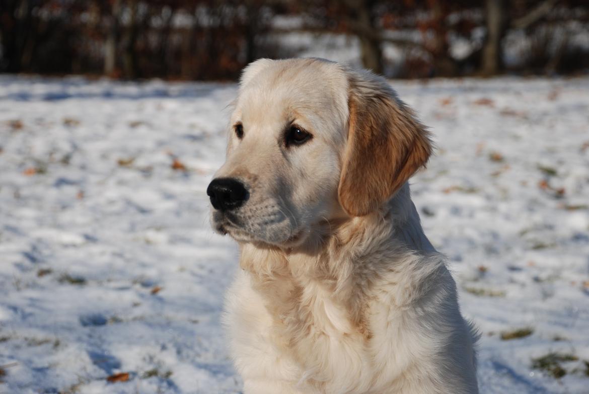 Golden retriever Sally billede 1