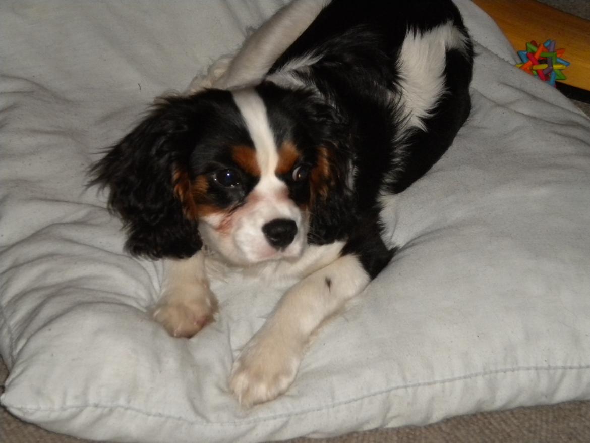 Cavalier king charles spaniel Bosco billede 20