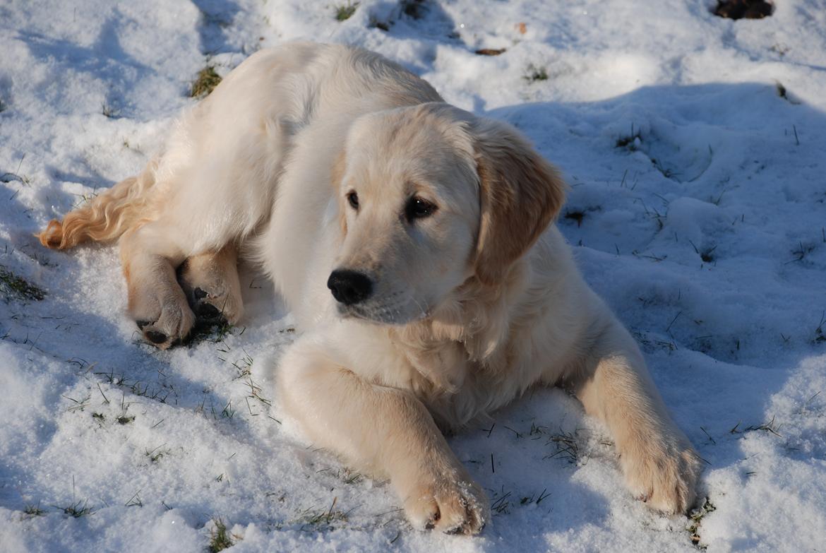 Golden retriever Sally billede 2