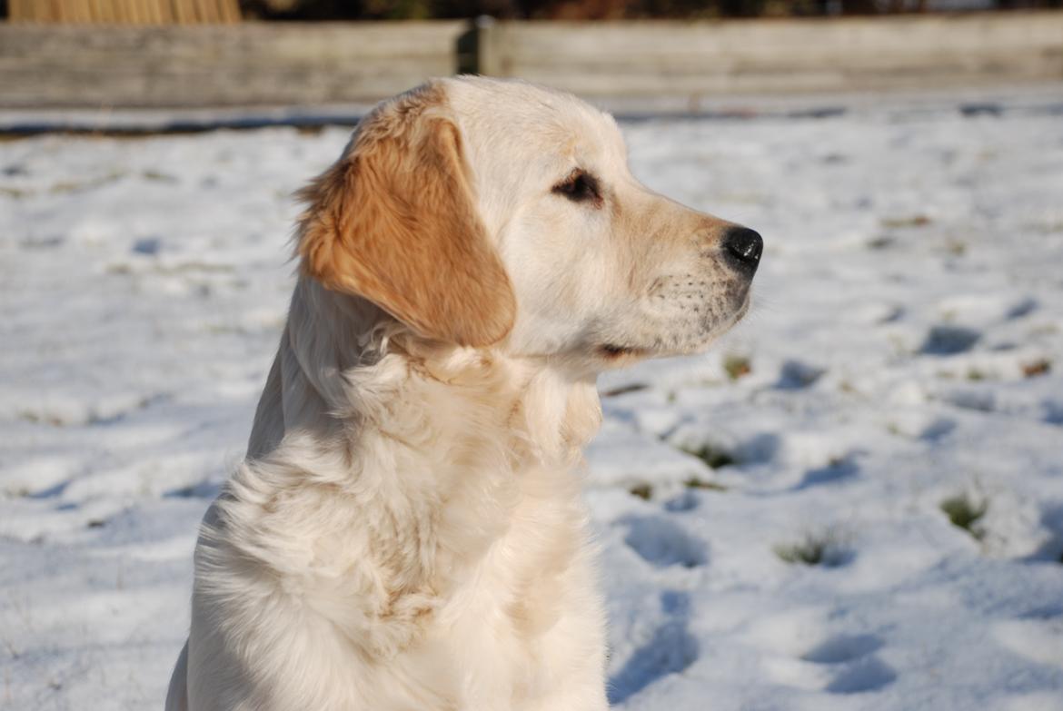 Golden retriever Sally billede 3