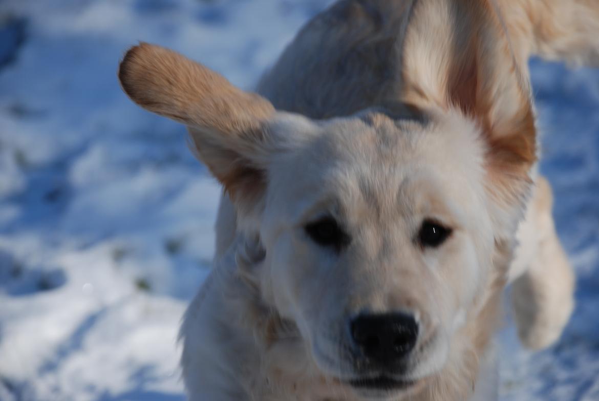 Golden retriever Sally billede 4