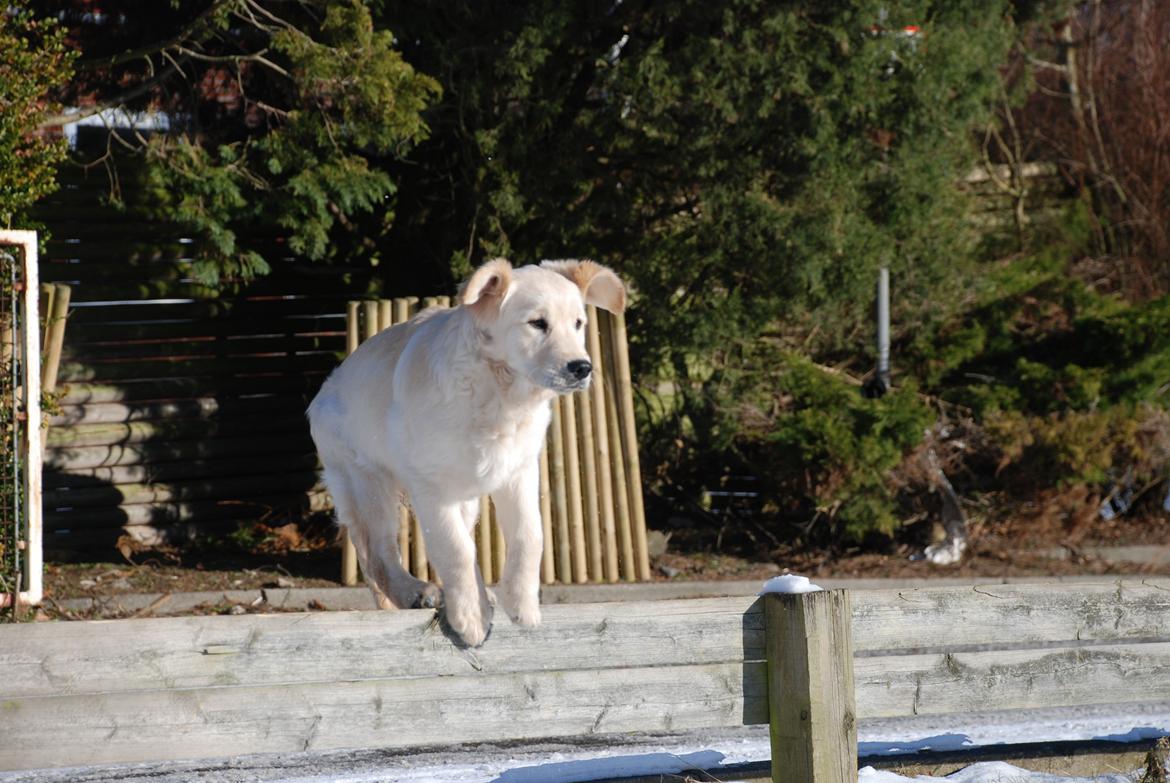 Golden retriever Sally billede 5
