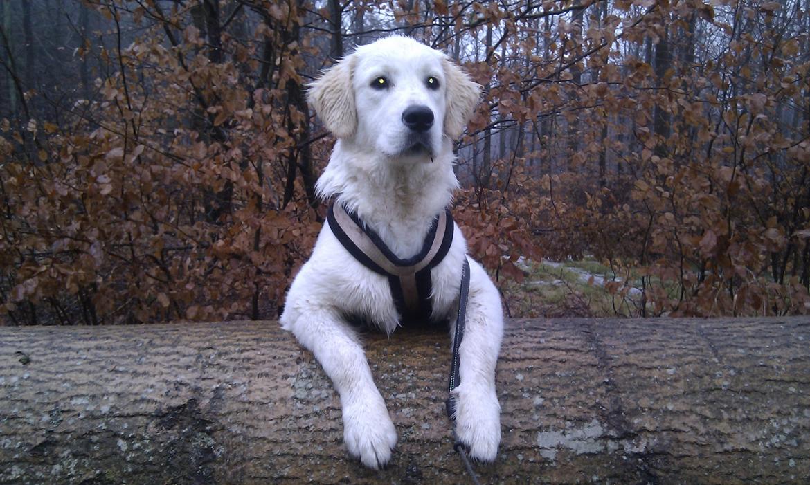 Golden retriever Bobo - Bobo knap 6 måneder og 27,5 kg. En rigtig basse :O) billede 1