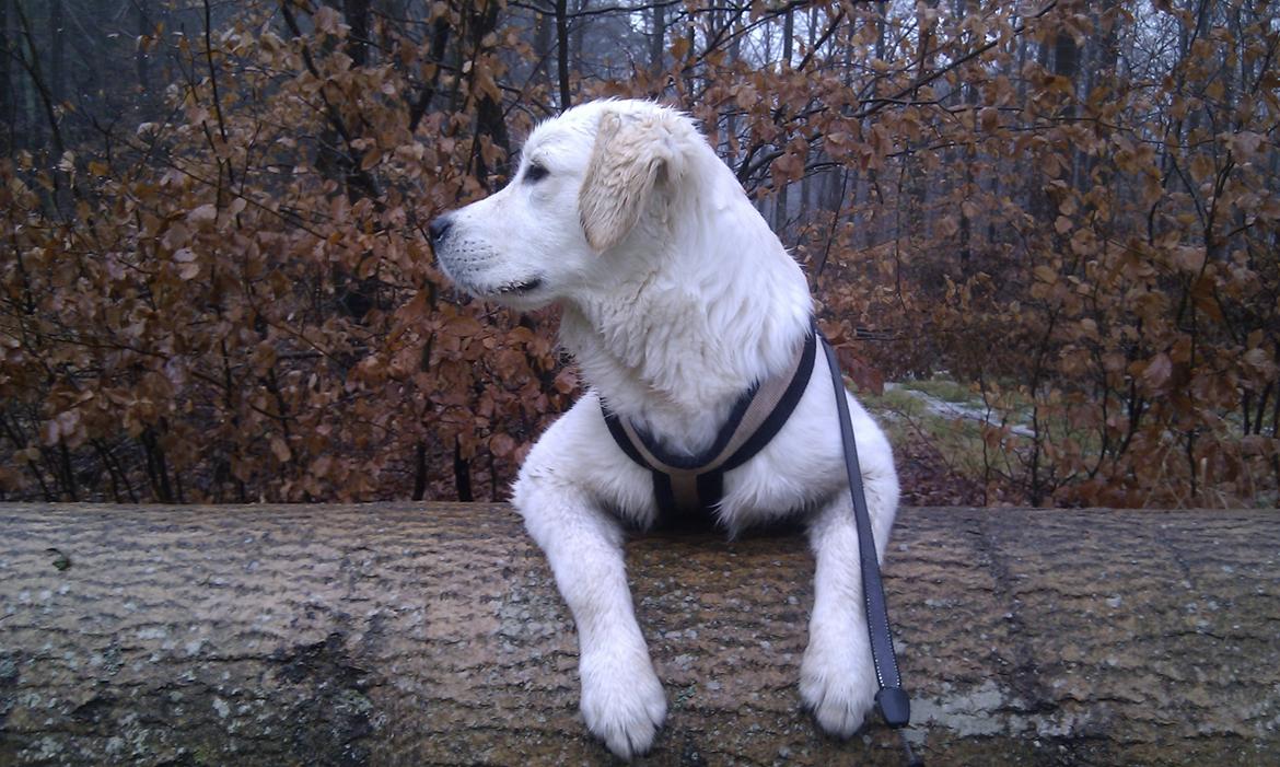 Golden retriever Bobo - "Hov, hvad er det der sker dernede?". billede 2