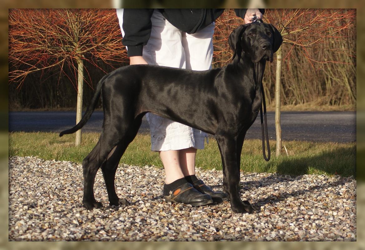 Grand danois *Ziba* billede 2