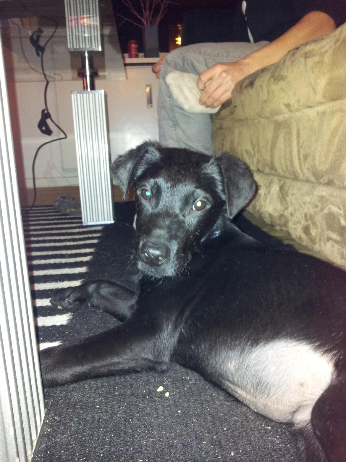 Blanding af racer Chang  - Chang min lille dreng taget d. 20.02/2012 billede 1