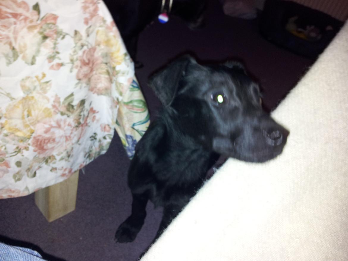 Blanding af racer Chang  - d.19.02.2012 billede 2