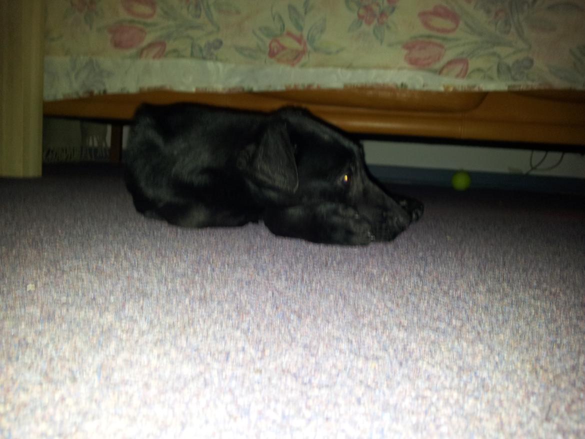 Blanding af racer Chang  - d.19.02.2012 billede 3