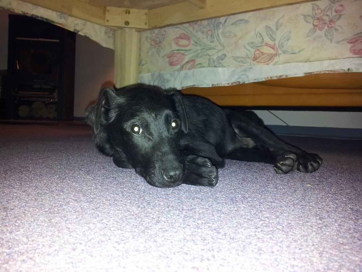 Blanding af racer Chang  - d.19.02.2012 billede 4