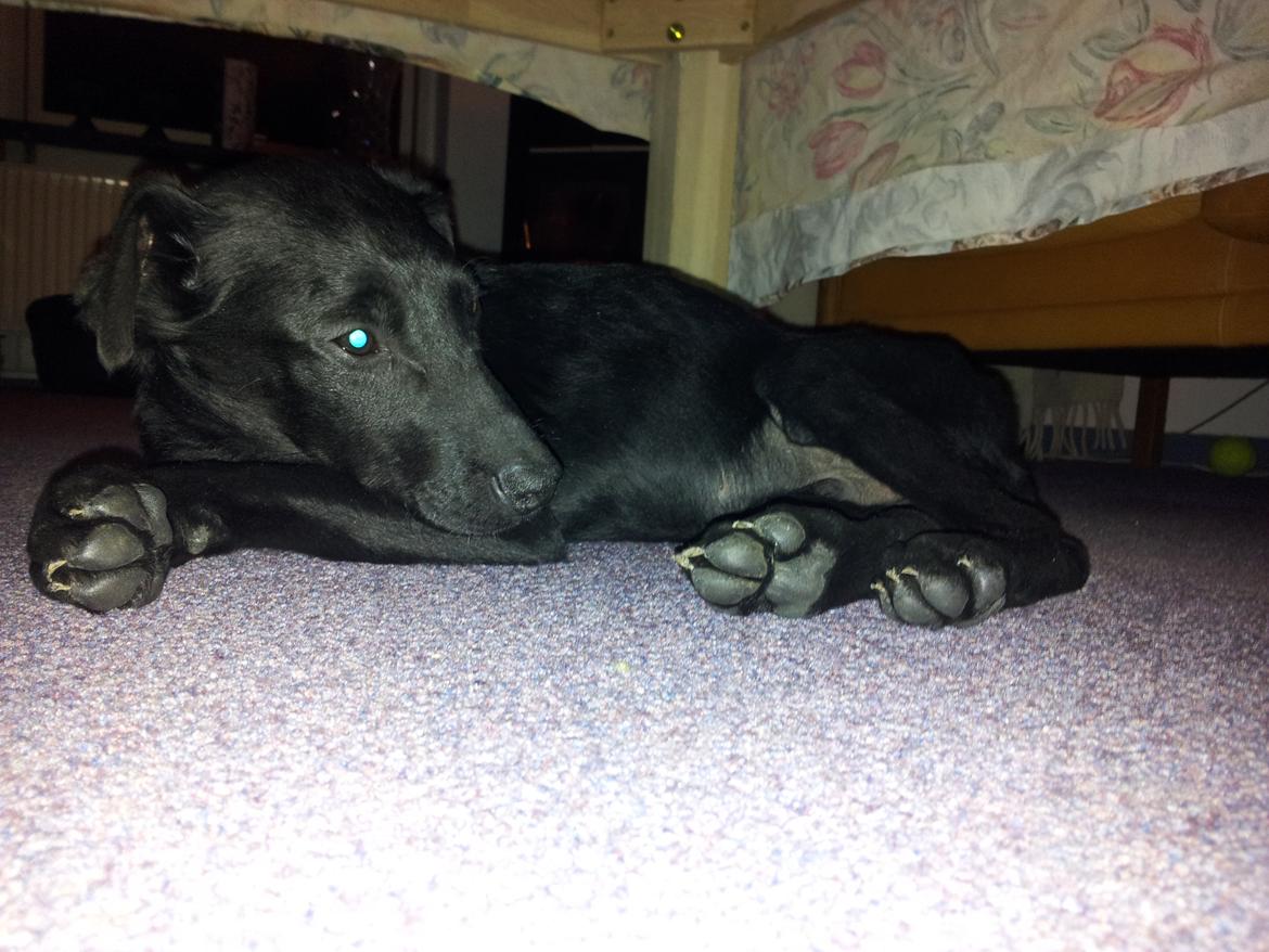 Blanding af racer Chang  - d.19.02.2012 billede 5