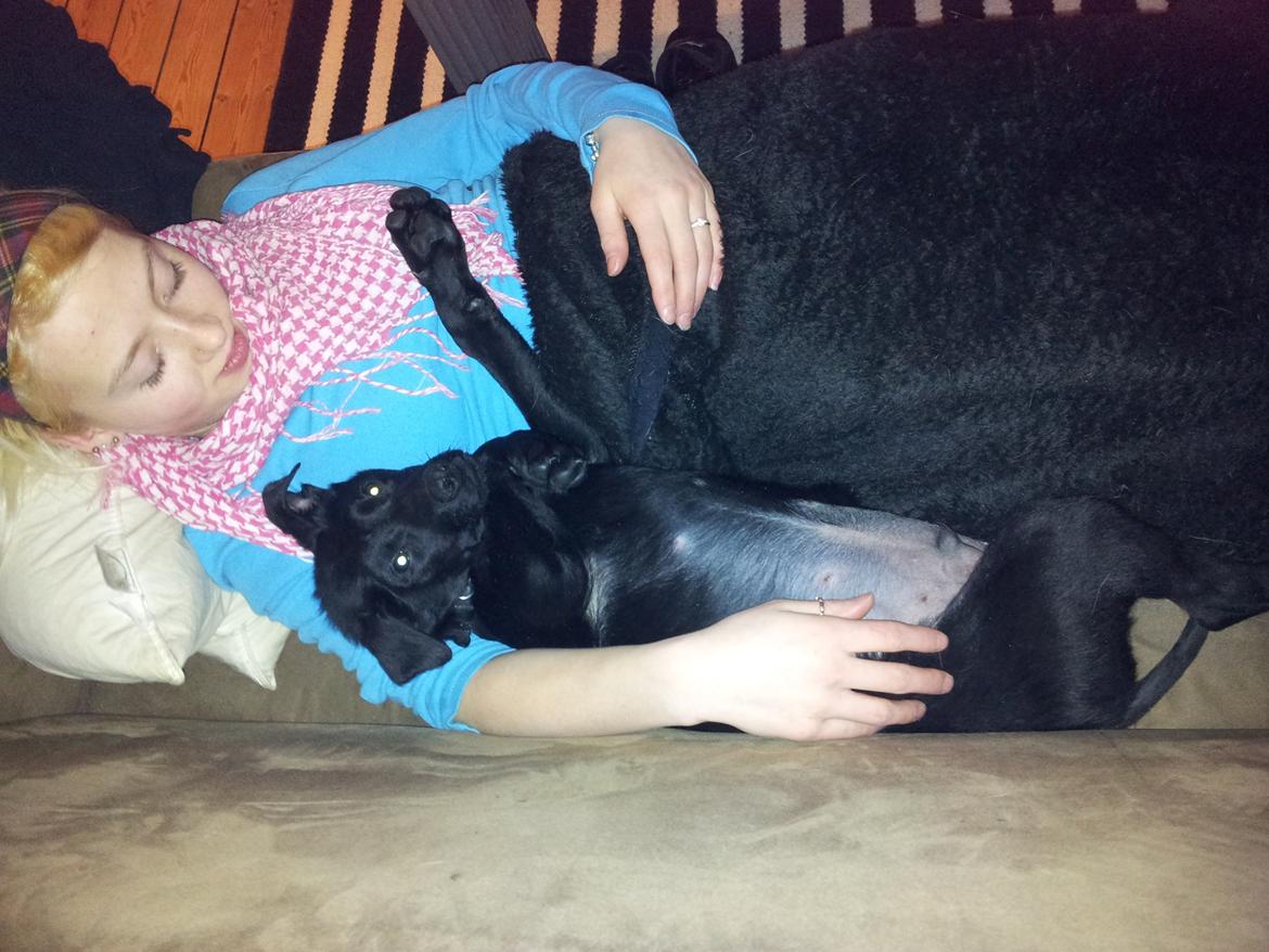 Blanding af racer Chang  - d.19.02.2012 billede 6