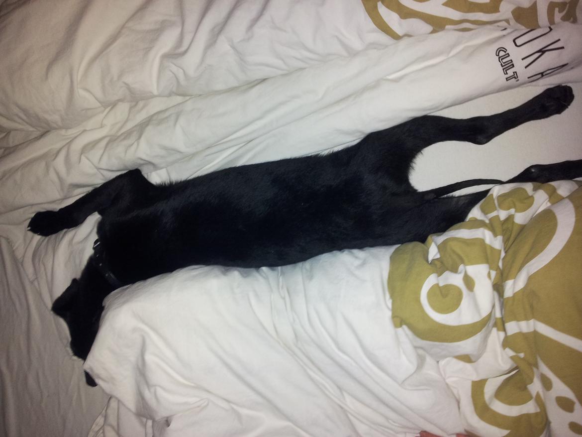 Blanding af racer Chang  - d.20.02.2012 billede 7