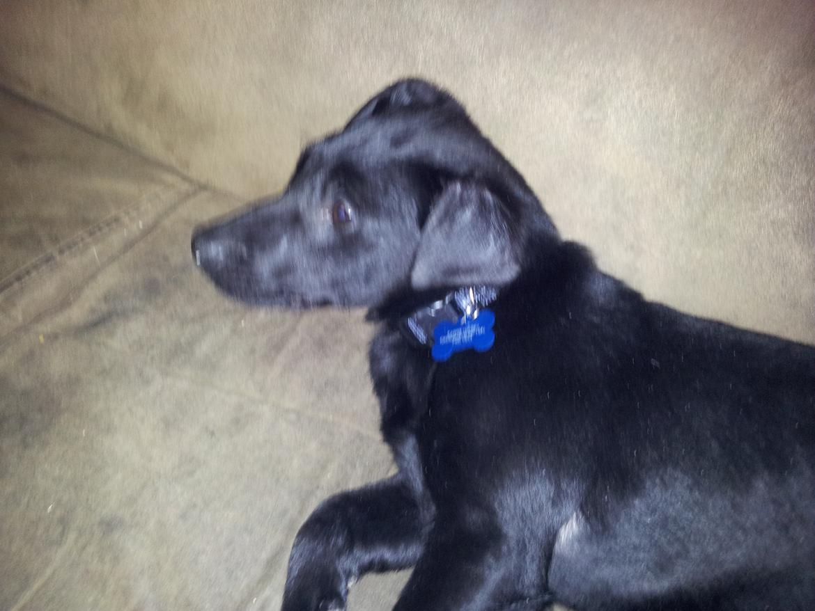 Blanding af racer Chang  - d.20.02.2012 billede 8