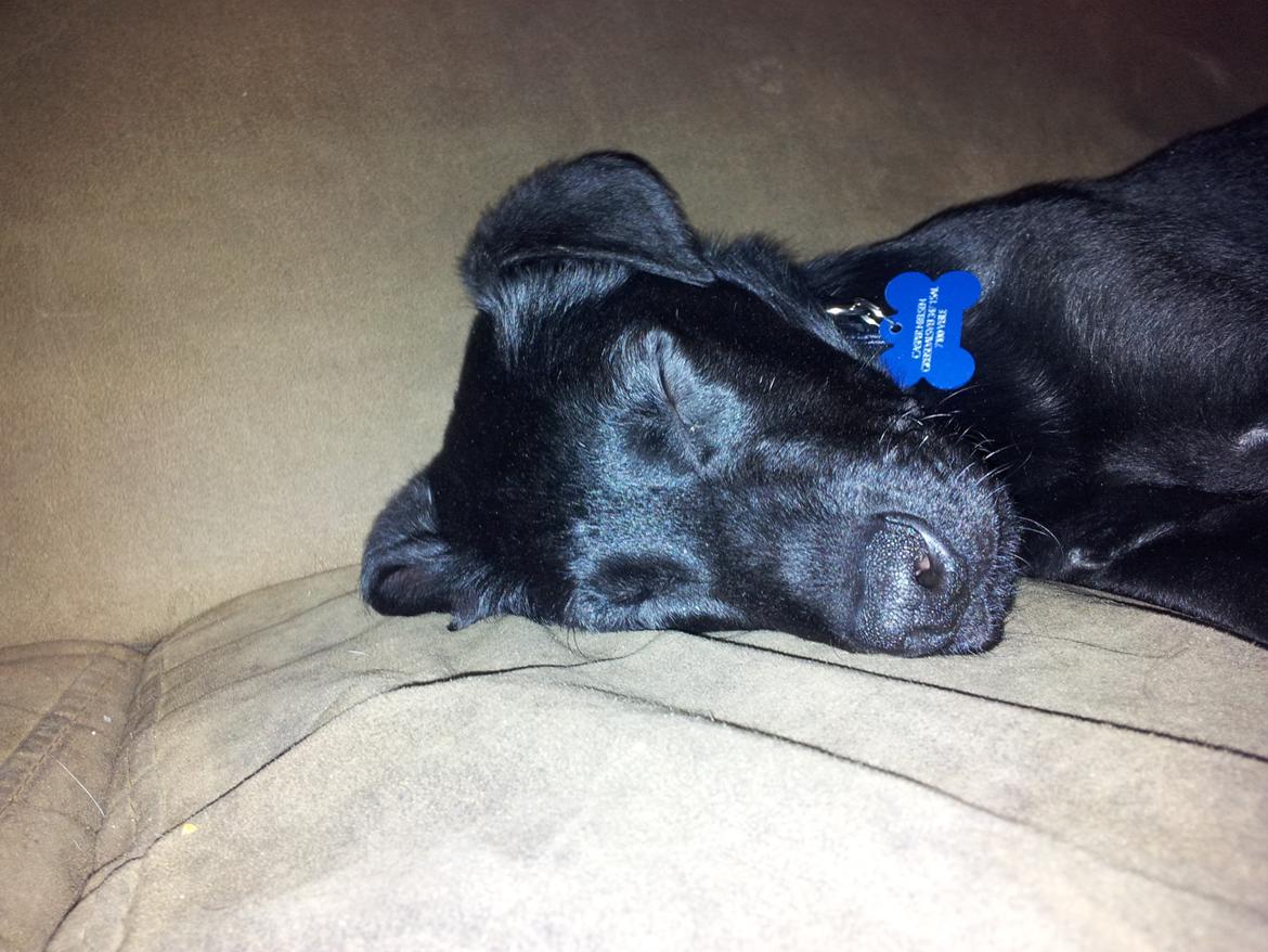 Blanding af racer Chang  - d.20.02.2012 billede 9