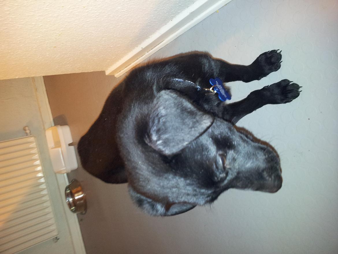 Blanding af racer Chang  - d.20.02.2012 billede 10