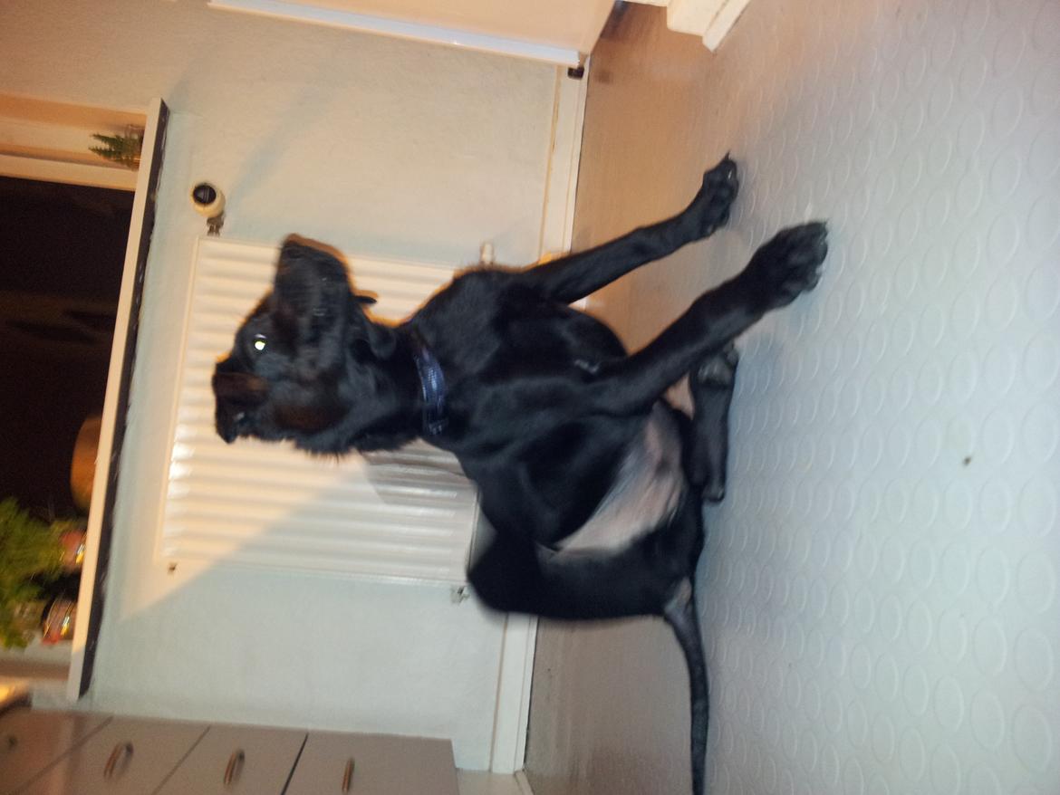 Blanding af racer Chang  - d.20.02.2012 billede 11