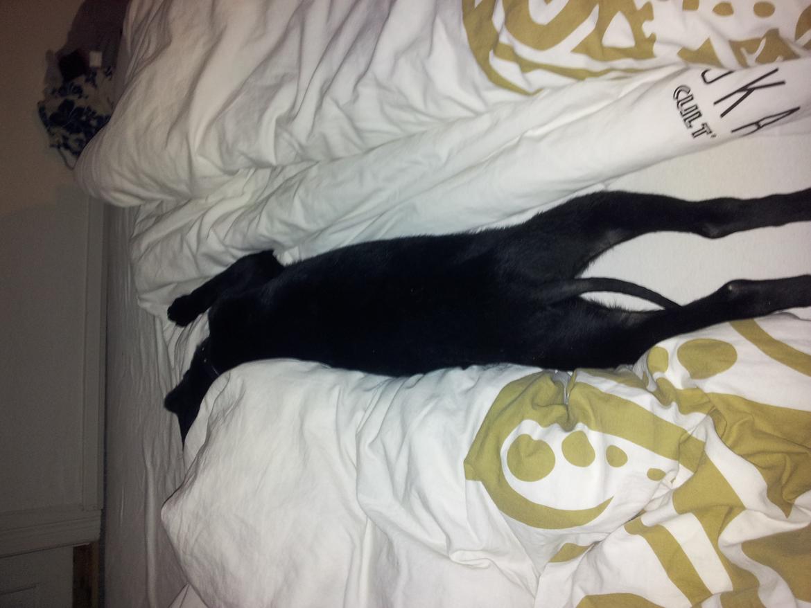 Blanding af racer Chang  - d.20.02.2012 billede 12