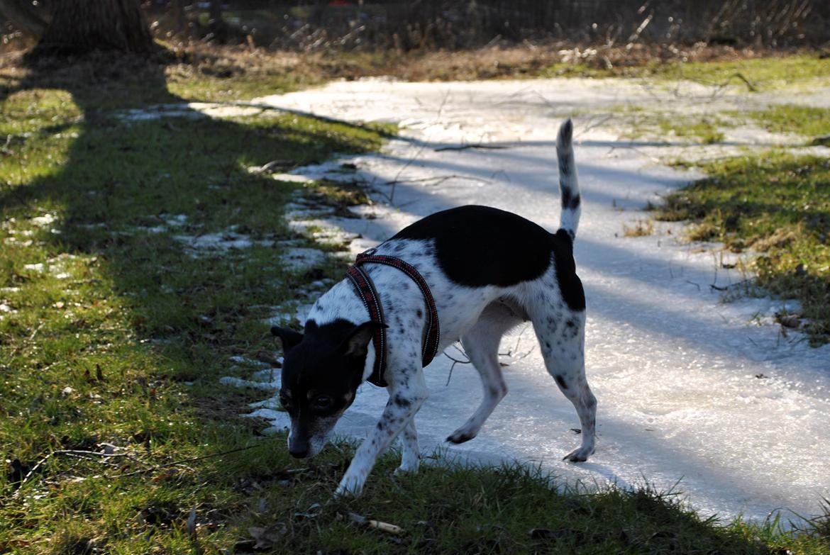 Dansk svensk gaardhund Thilde billede 15