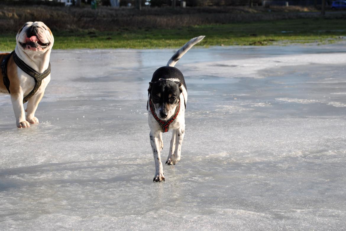 Dansk svensk gaardhund Thilde billede 16
