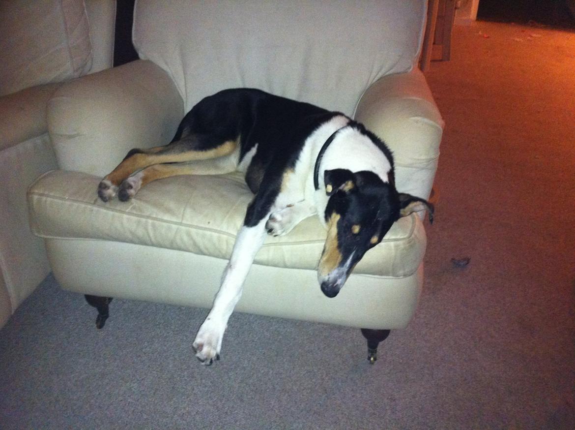 Collie korthåret Herletta's Gastong A.k.a Turbo billede 9