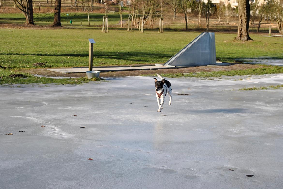 Dansk svensk gaardhund Thilde billede 17