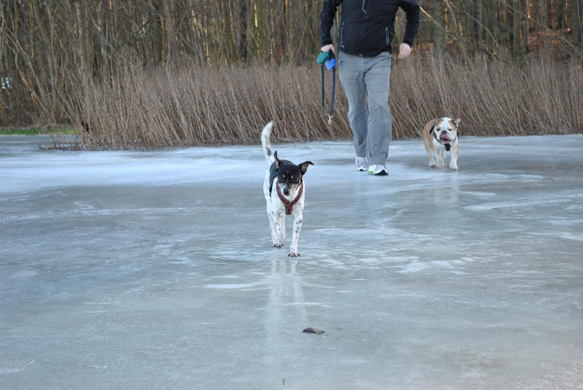 Dansk svensk gaardhund Thilde billede 18