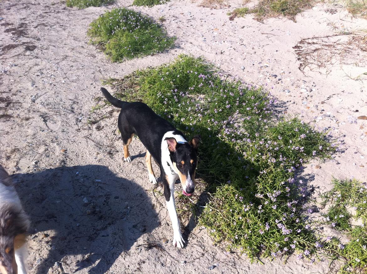 Collie korthåret Herletta's Gastong A.k.a Turbo billede 10