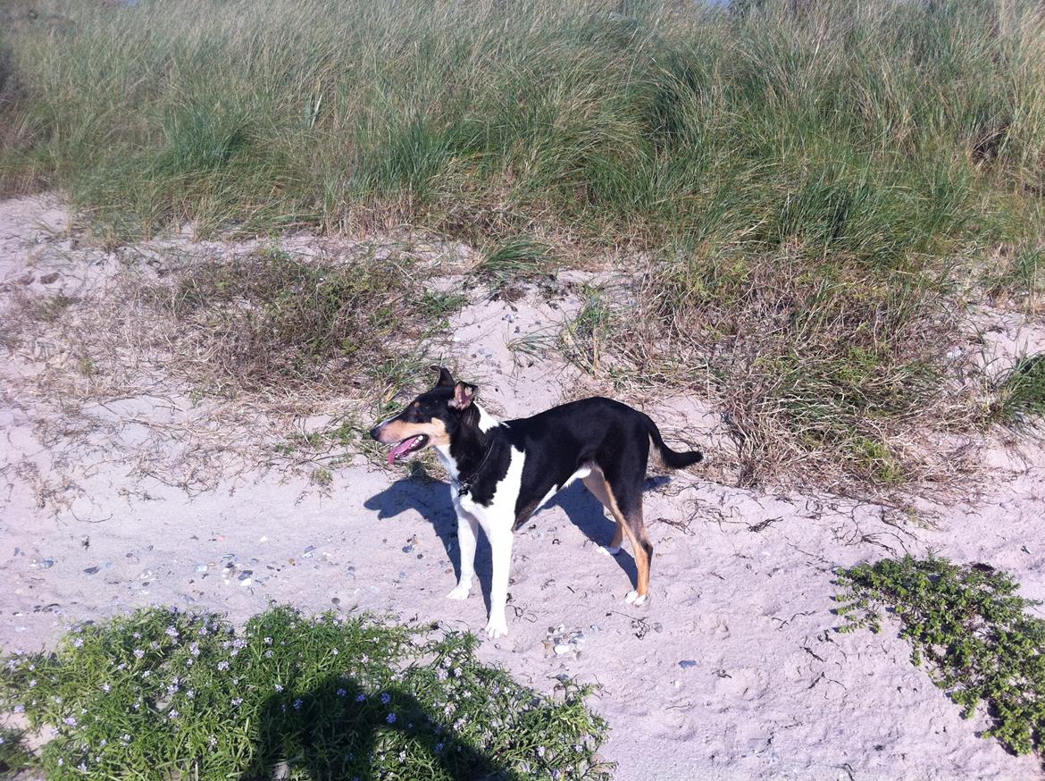 Collie korthåret Herletta's Gastong A.k.a Turbo billede 11