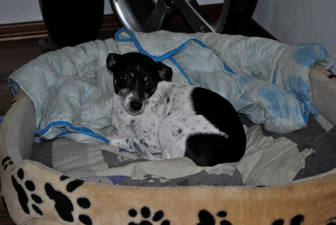 Dansk svensk gaardhund Thilde billede 19