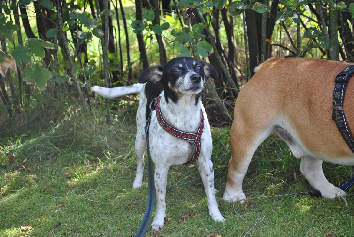 Dansk svensk gaardhund Thilde billede 20