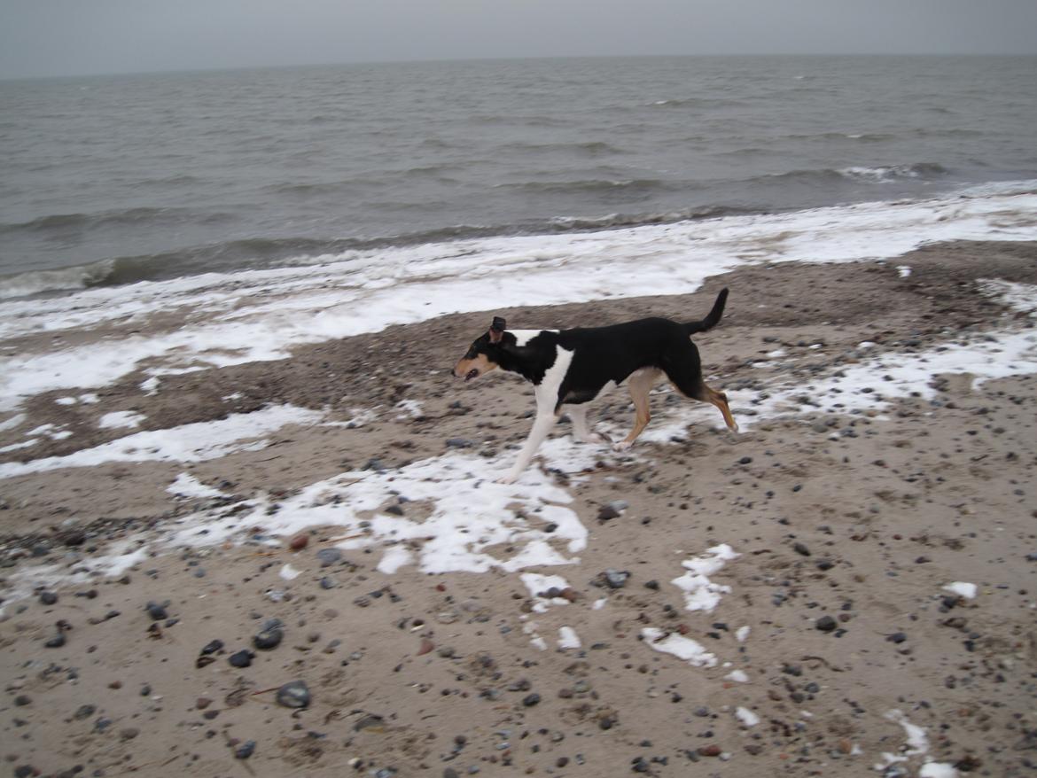 Collie korthåret Herletta's Gastong A.k.a Turbo billede 12