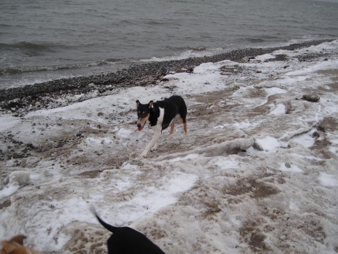 Collie korthåret Herletta's Gastong A.k.a Turbo billede 13