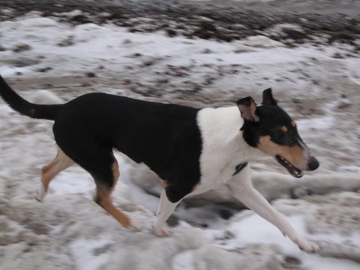 Collie korthåret Herletta's Gastong A.k.a Turbo billede 14