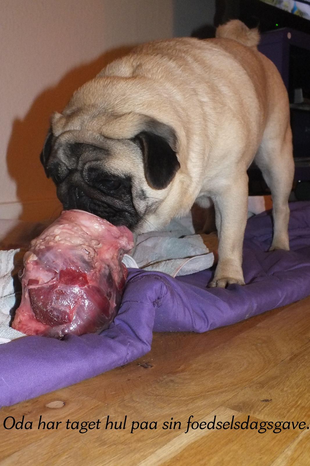 Mops OdA - Tillykke med de 5år, den 21.02.12 billede 9