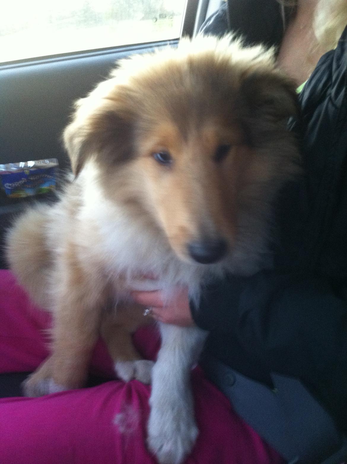 Collie langhåret Nitopets U Never Better aka Never - Da jeg fik ham med hjem billede 2