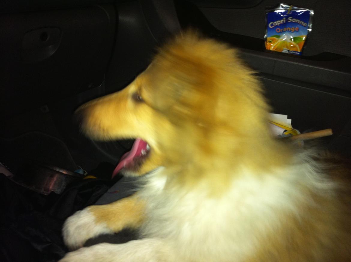 Collie langhåret Nitopets U Never Better aka Never - På vej hjem til mig billede 3