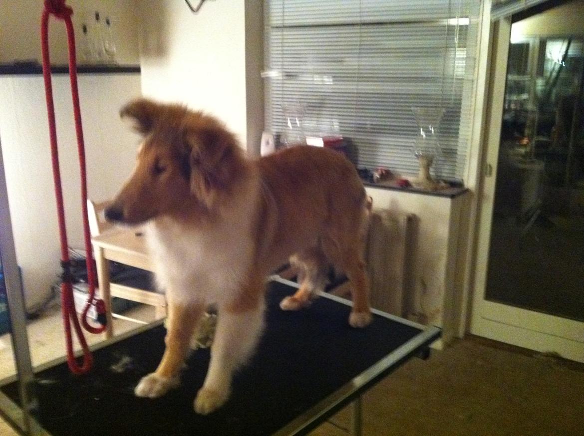 Collie langhåret Nitopets U Never Better aka Never - klargøring til før den første udstilling billede 4