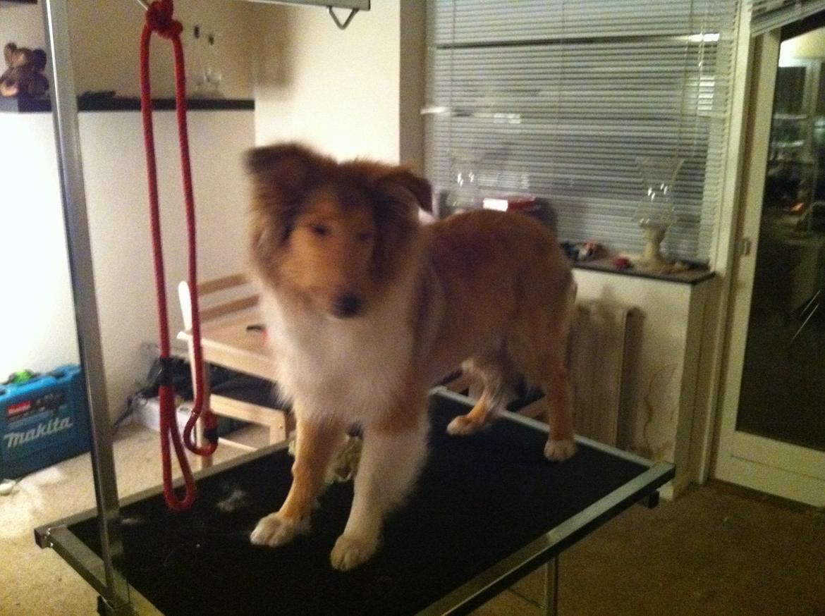 Collie langhåret Nitopets U Never Better aka Never billede 5