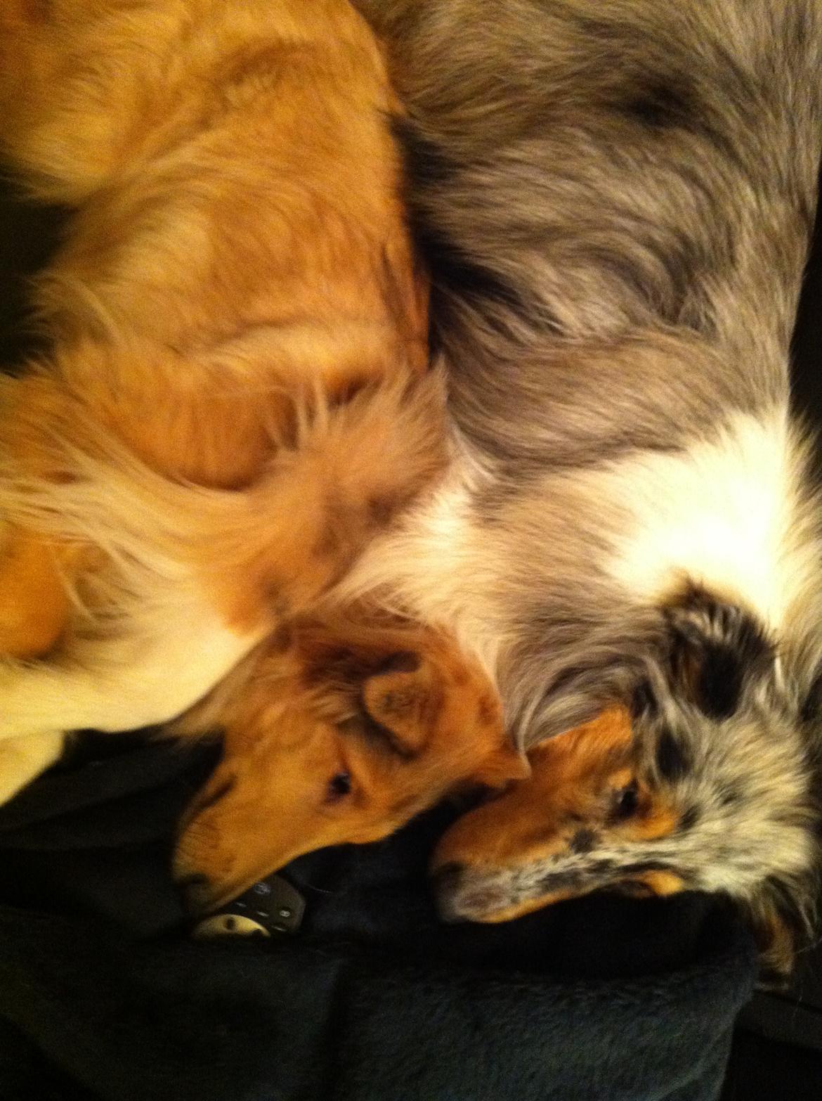 Collie langhåret Nitopets U Never Better aka Never billede 6