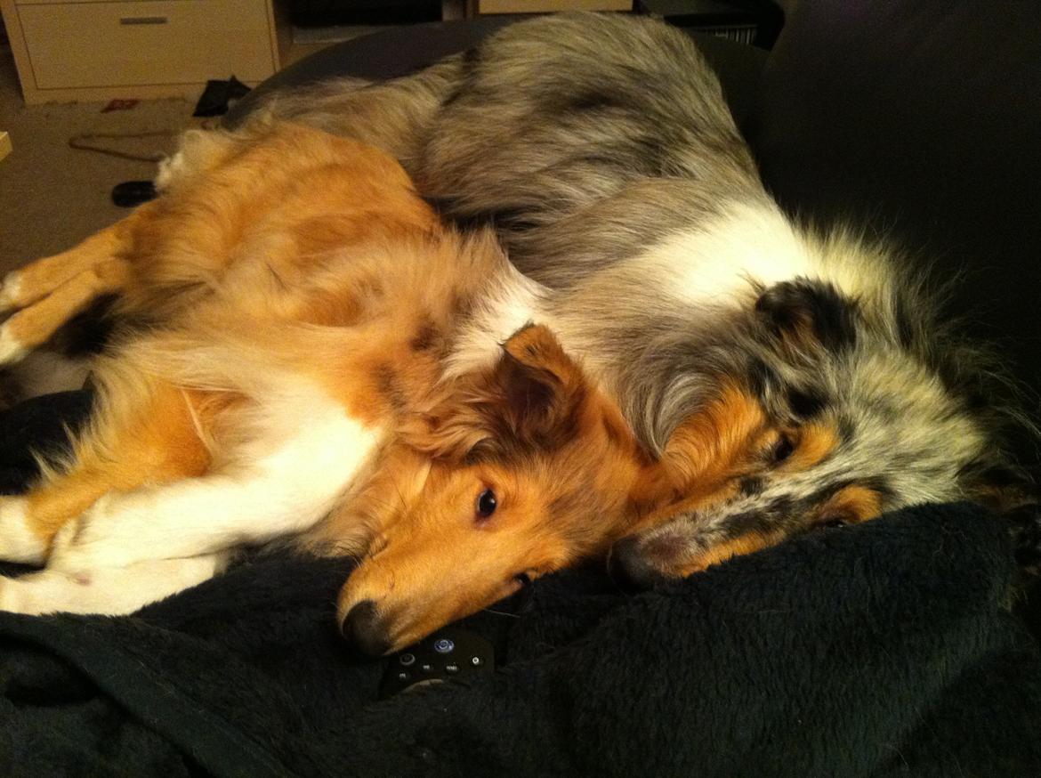 Collie langhåret Nitopets U Never Better aka Never billede 7