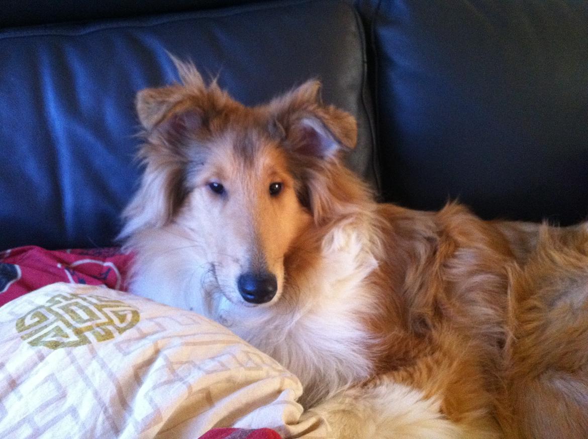 Collie langhåret Nitopets U Never Better aka Never billede 8