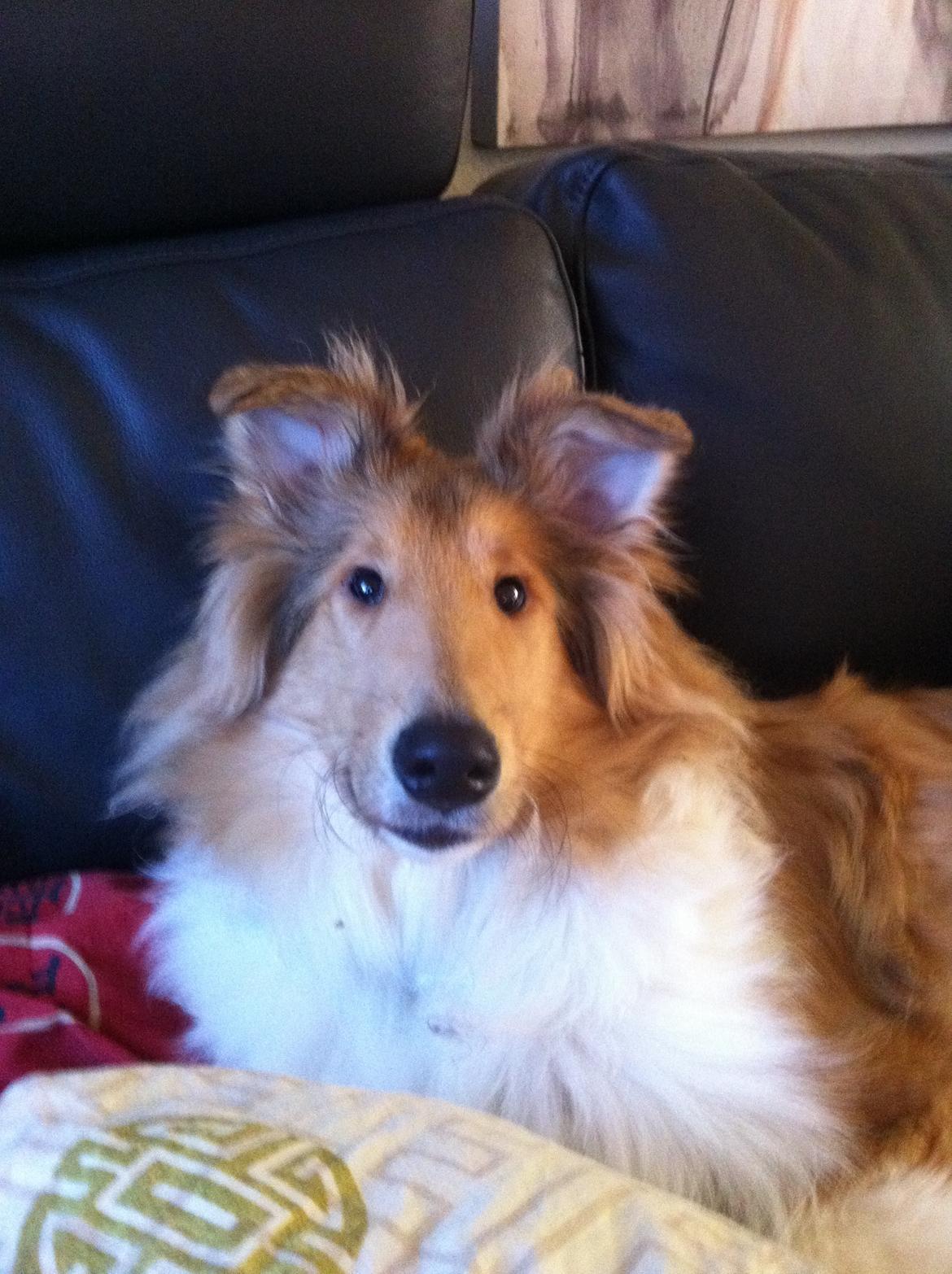 Collie langhåret Nitopets U Never Better aka Never billede 9