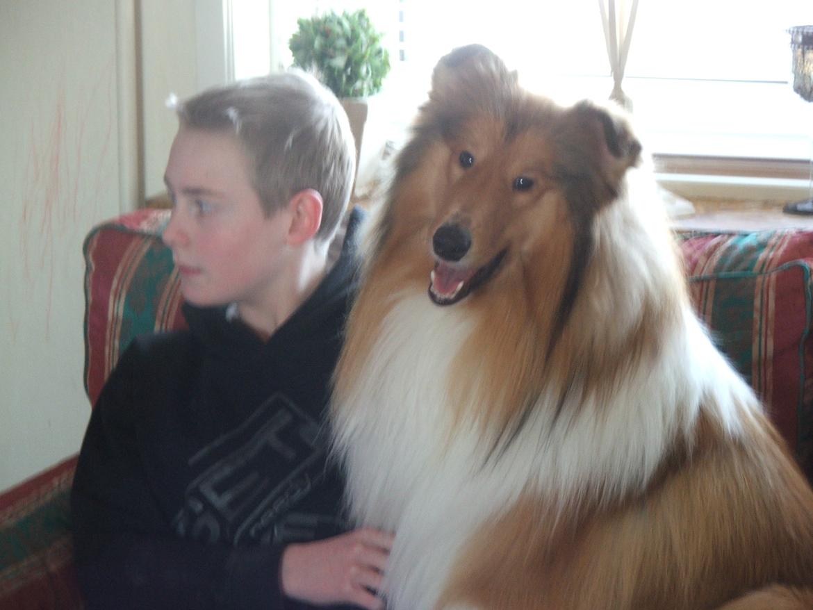 Collie langhåret Tvingsfields Kiss Me Now (Aiko) - Aiko bliver i dag 15 mdr. d.10/2 - 2012  billede 17