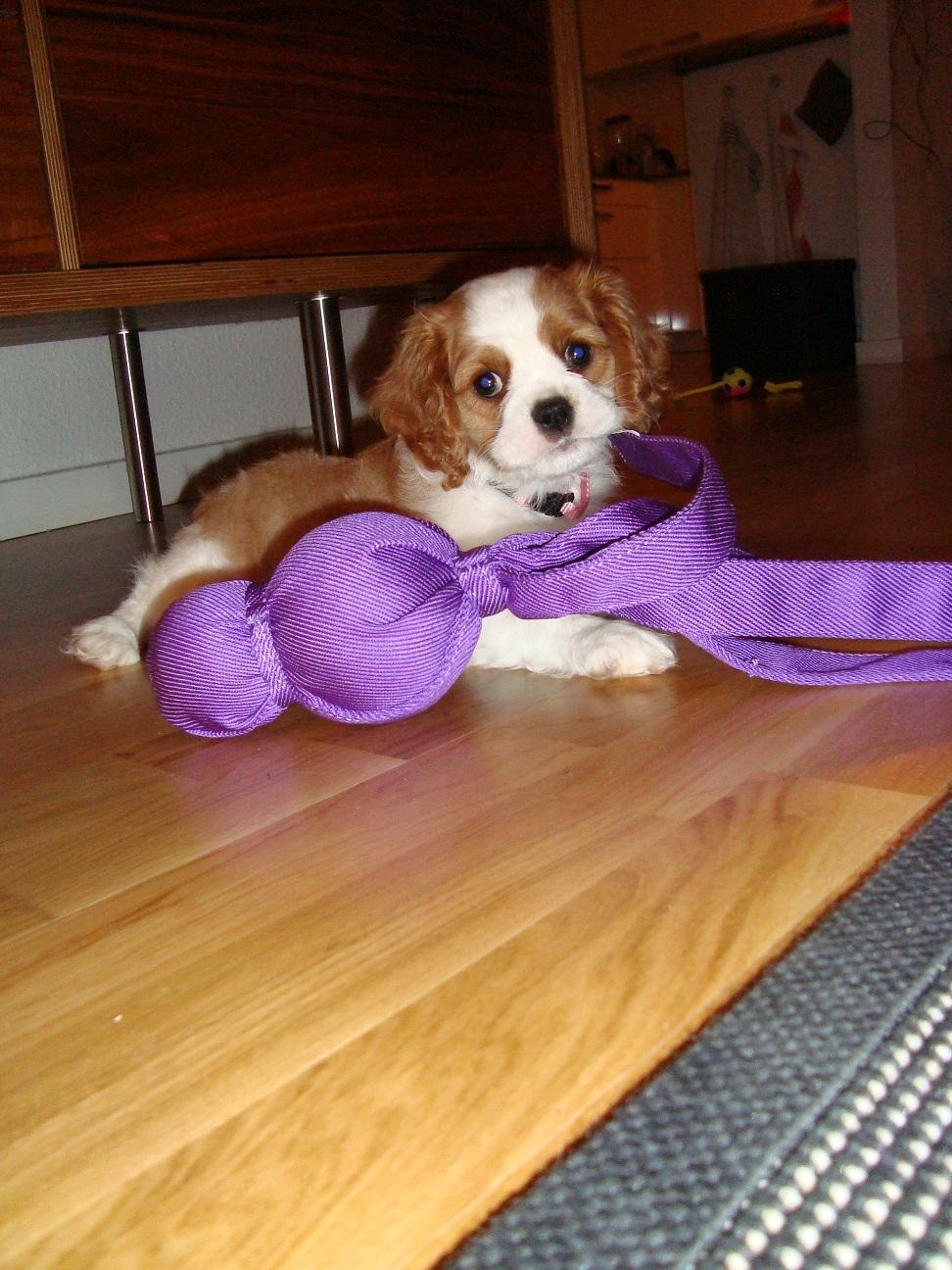 Cavalier king charles spaniel Aya - 8,5 uge billede 1