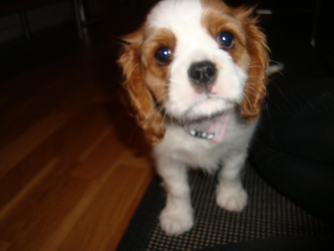 Cavalier king charles spaniel Aya - 8,5 uge billede 3