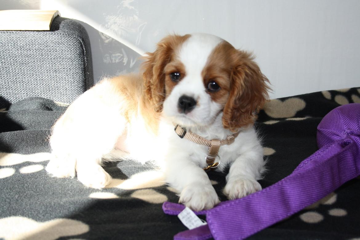 Cavalier king charles spaniel Aya - 8,5 uge billede 2