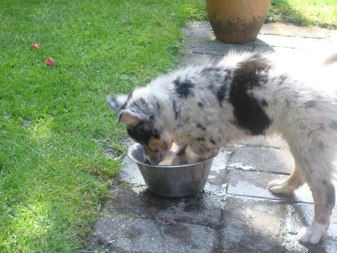 Australian shepherd Bruce billede 6