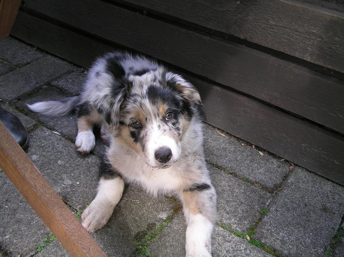 Australian shepherd Bruce billede 7